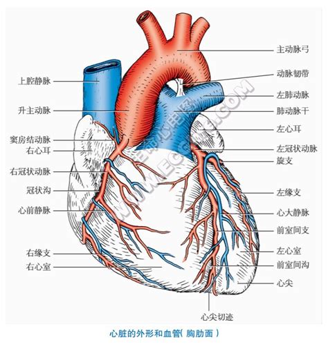 心底 位置|心脏的外形（解剖图解）